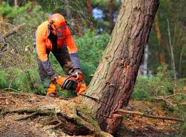 Leaf Removal in Hibbing, MN