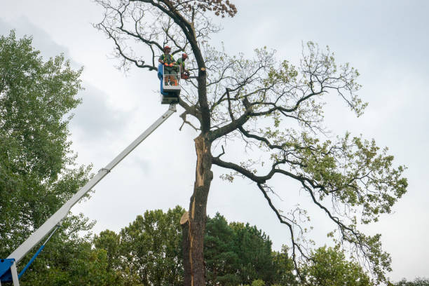  Hibbing, MN Tree Services Pros