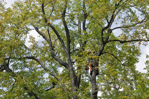 Professional Tree Services in Hibbing, MN